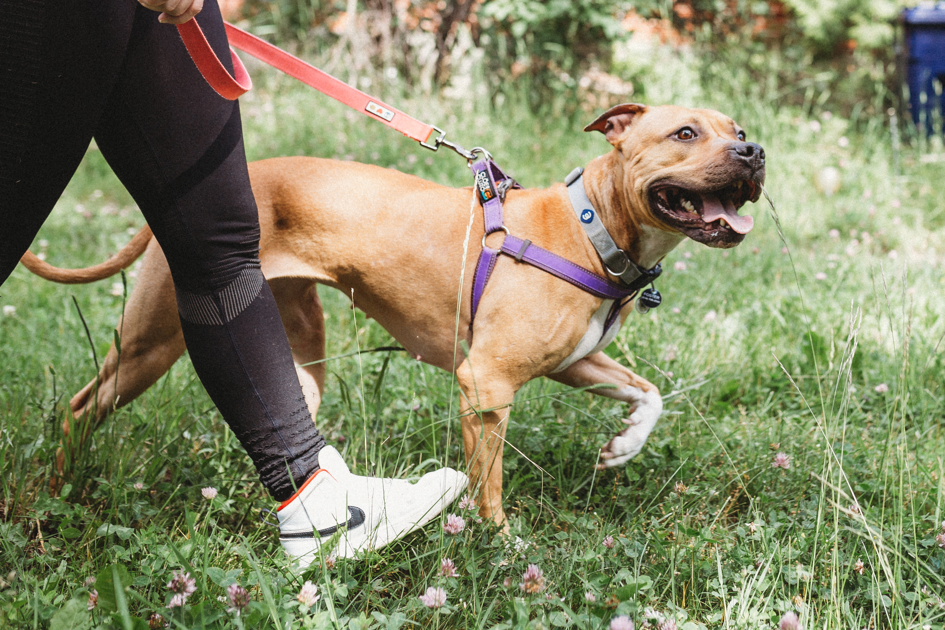 Emma, a Adopted Mixed Breed in Mont-Royal, QC image 3/6