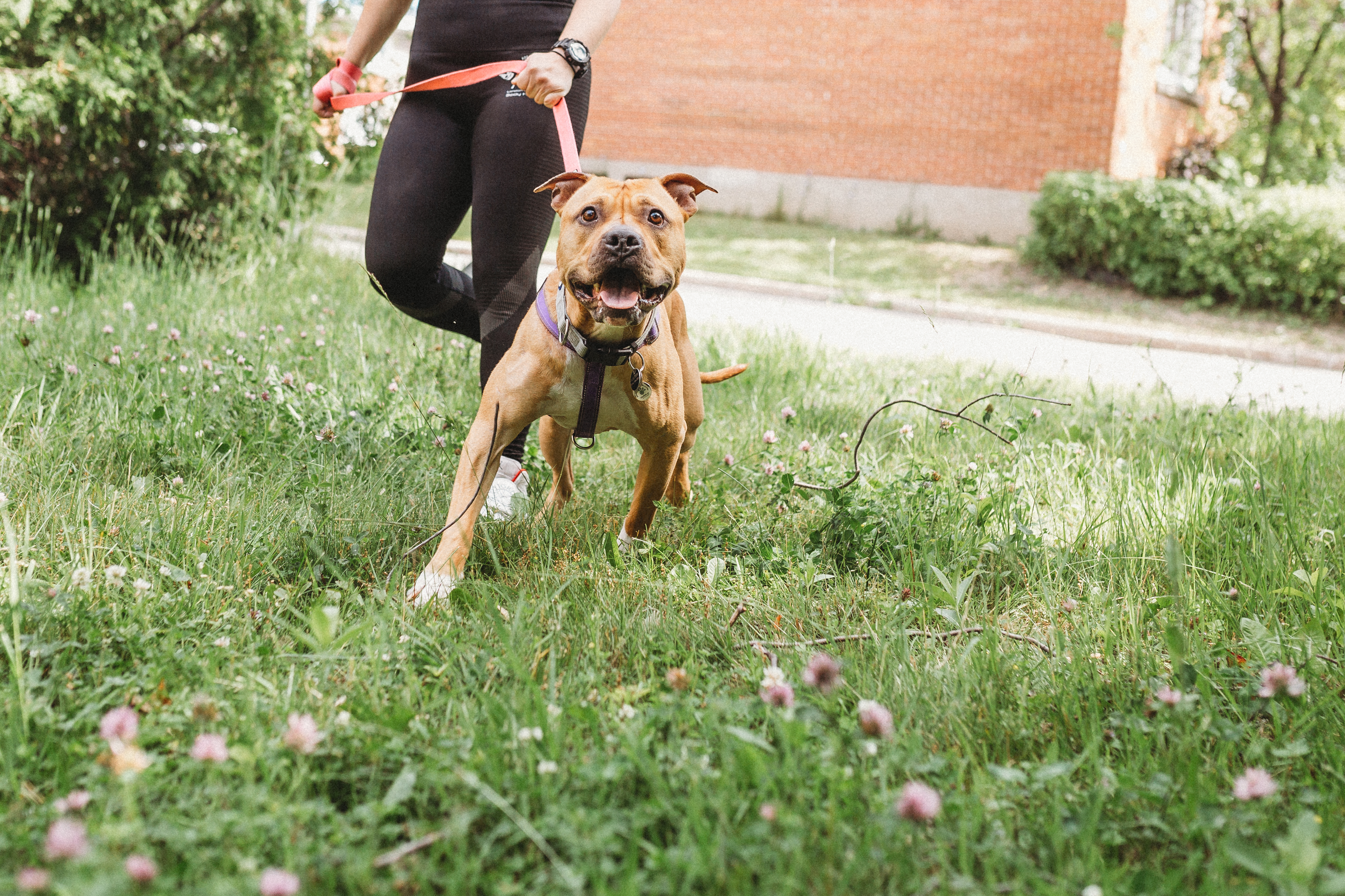 Emma, a Adopted Mixed Breed in Mont-Royal, QC image 4/6