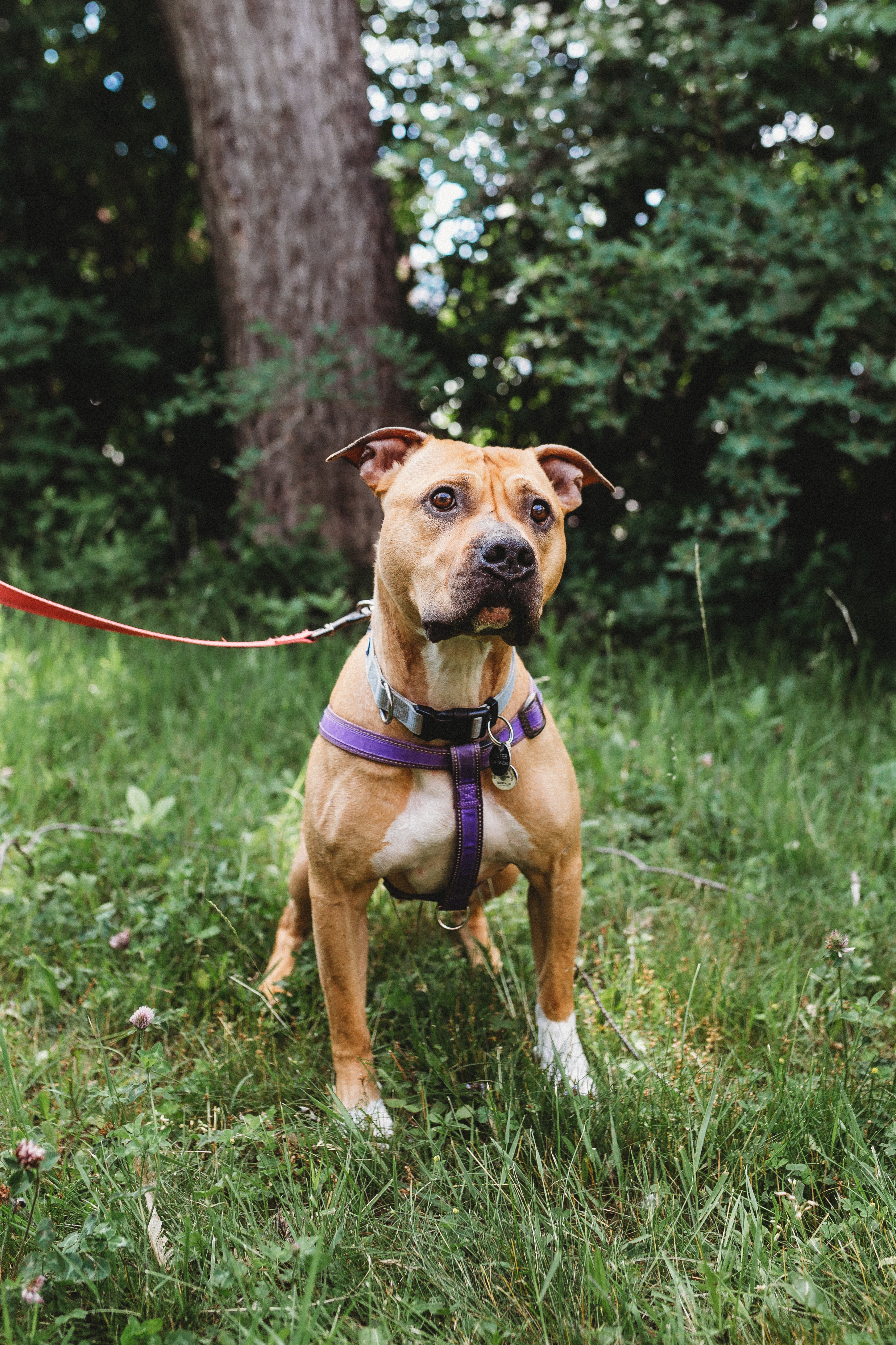 Emma, a Adopted Mixed Breed in Mont-Royal, QC image 5/6