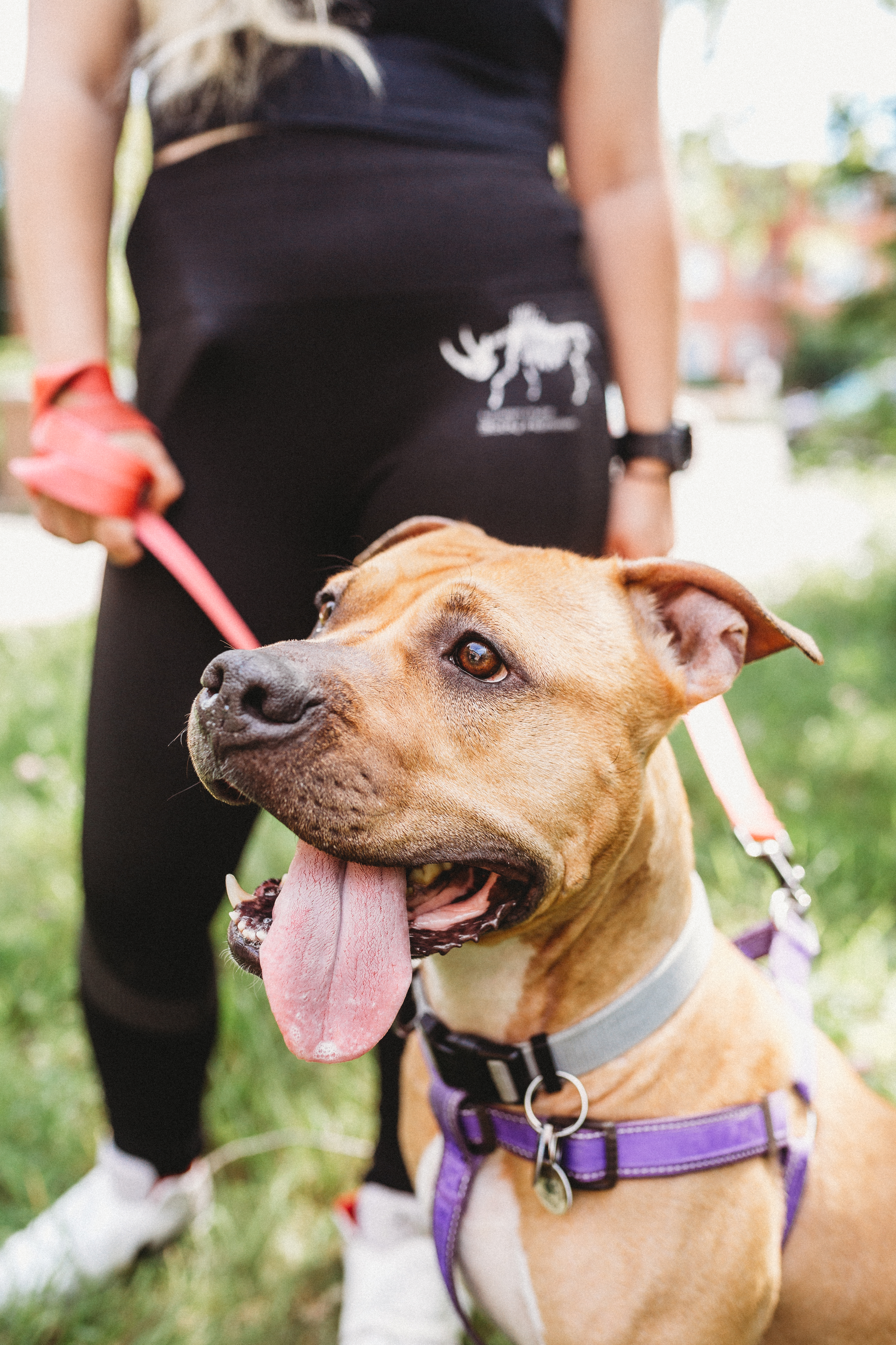 Emma, a Adopted Mixed Breed in Mont-Royal, QC image 6/6