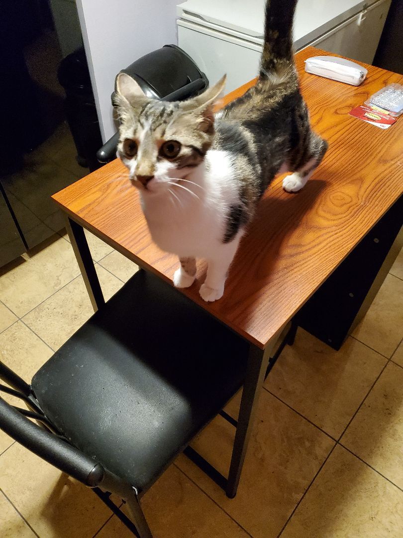 Enlarge Mindy, a Adoptable Domestic Short Hair in Dacula, GA image 1/10