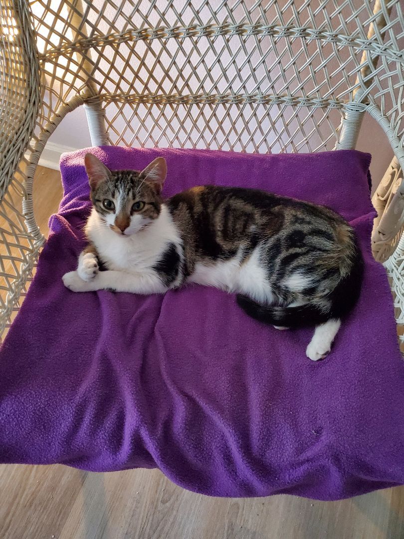 Enlarge Mindy, a Adoptable Domestic Short Hair in Dacula, GA image 2/10