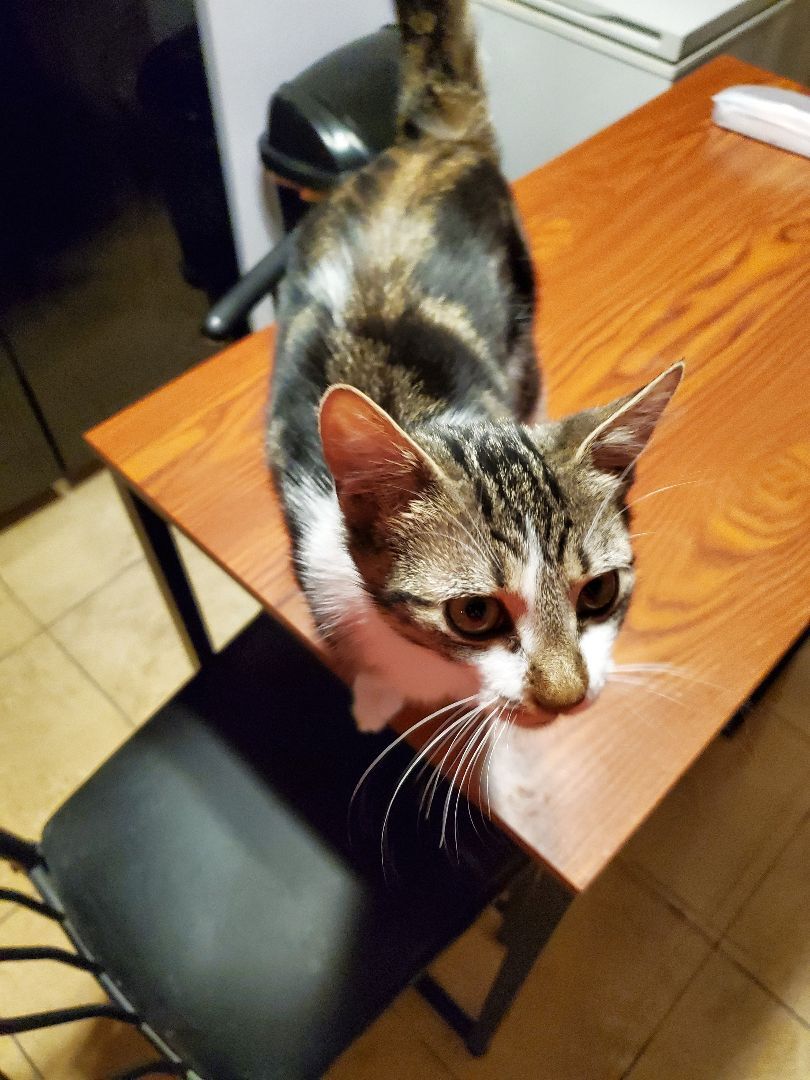 Enlarge Mindy, a Adoptable Domestic Short Hair in Dacula, GA image 3/10