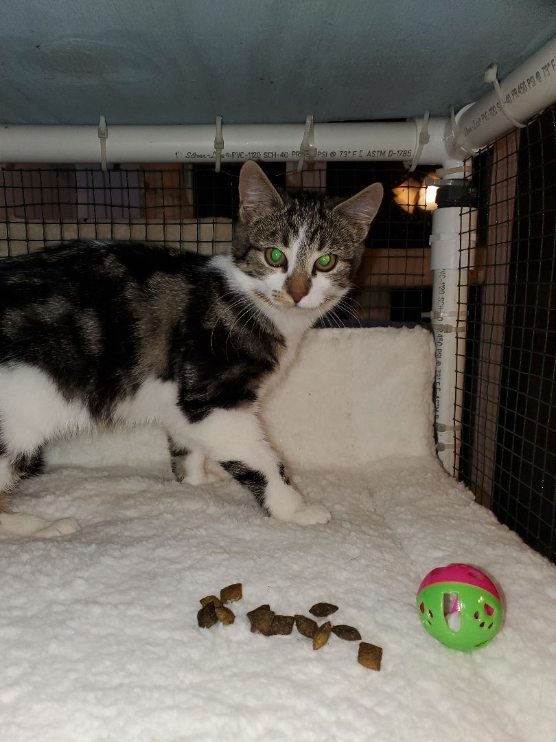 Enlarge Mindy, a Adoptable Domestic Short Hair in Dacula, GA image 4/10