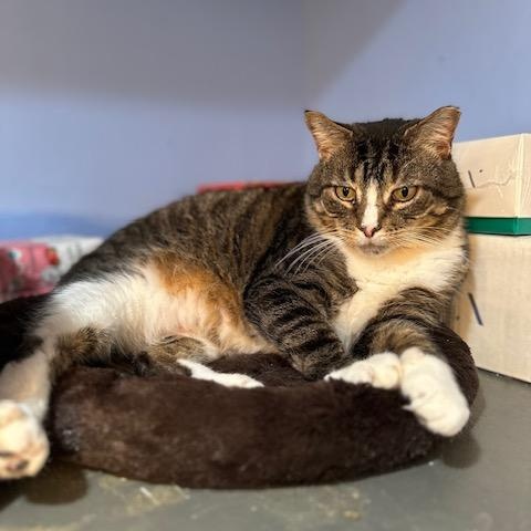 Ludwig, Adoptable, Adult Male Domestic Short Hair.