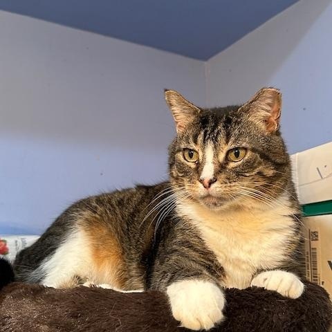 Ludwig, Adoptable, Adult Male Domestic Short Hair.