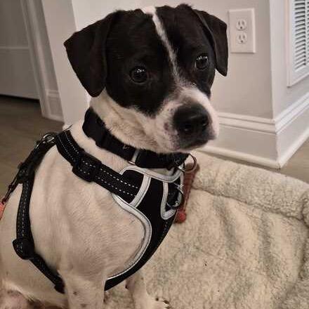 Charleston thumbnail 2