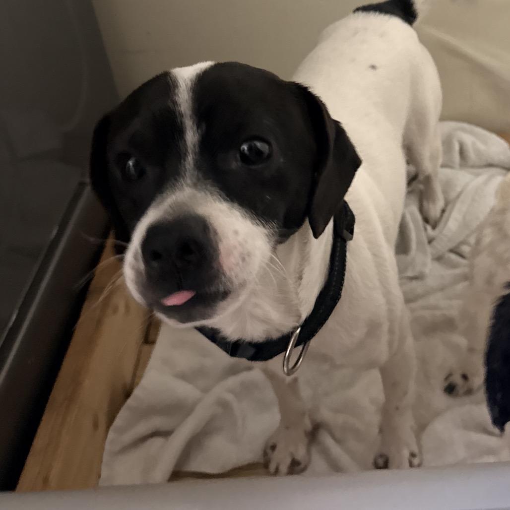 Charleston thumbnail 4