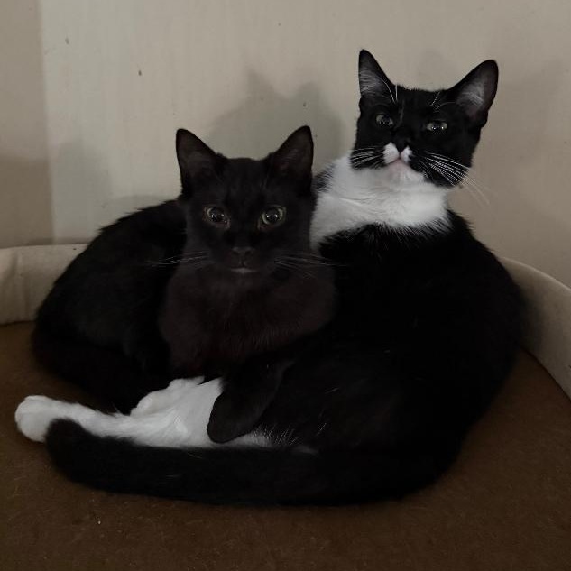 Bucky and Steve, a Adoptable Domestic Short Hair in Gastonia, NC image 1/5