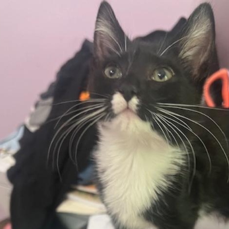 Bucky and Steve, a Adoptable Domestic Short Hair in Gastonia, NC image 2/5