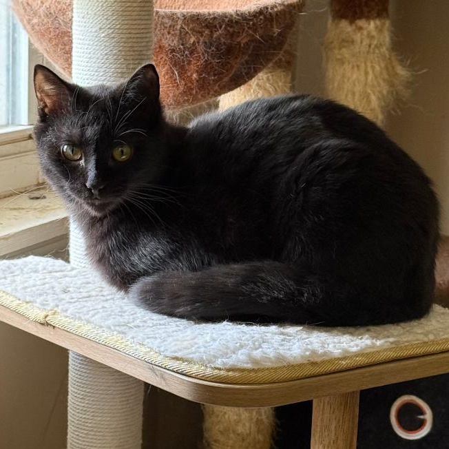 Bucky and Steve, a Adoptable Domestic Short Hair in Gastonia, NC image 3/5