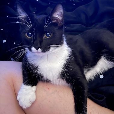 Bucky and Steve, a Adoptable Domestic Short Hair in Gastonia, NC image 4/5