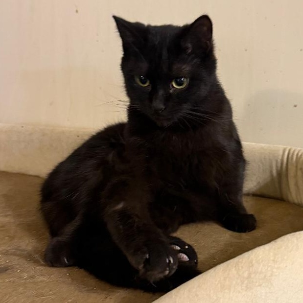 Bucky and Steve, a Adoptable Domestic Short Hair in Gastonia, NC image 5/5