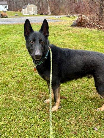 Baby Bear, ADOPTABLE, Adult Male German Shepherd Dog.