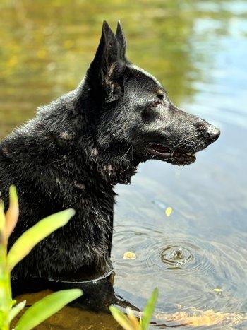 Enlarge Baby Bear, a Adoptable mixed breed in Bedford Hills, NY image 5/6