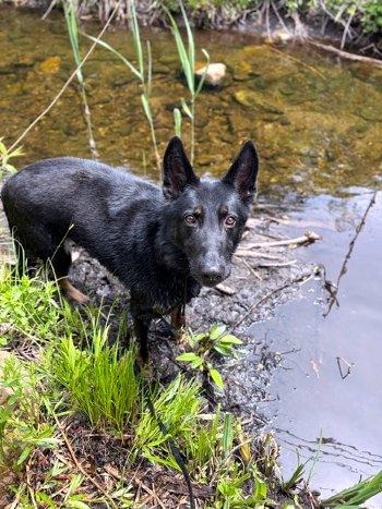Baby Bear, Adoptable, Adult Male German Shepherd Dog.