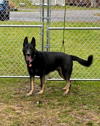 Enlarge Baby Bear, a ADOPTABLE mixed breed in Bedford Hills, NY image 2/4
