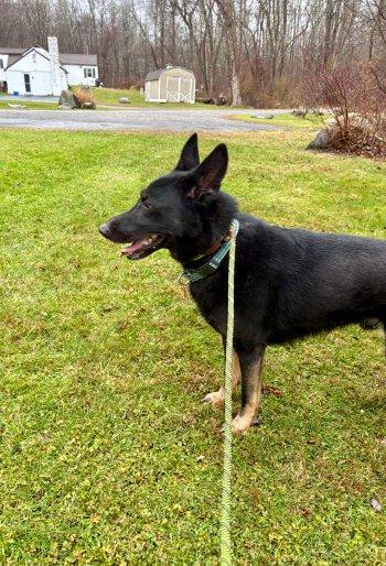 Enlarge Baby Bear, a ADOPTABLE mixed breed in Bedford Hills, NY image 3/4