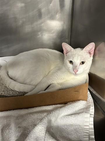 Enlarge PATRICK, a Adoptable Domestic Short Hair in Panama City, FL image 1/1