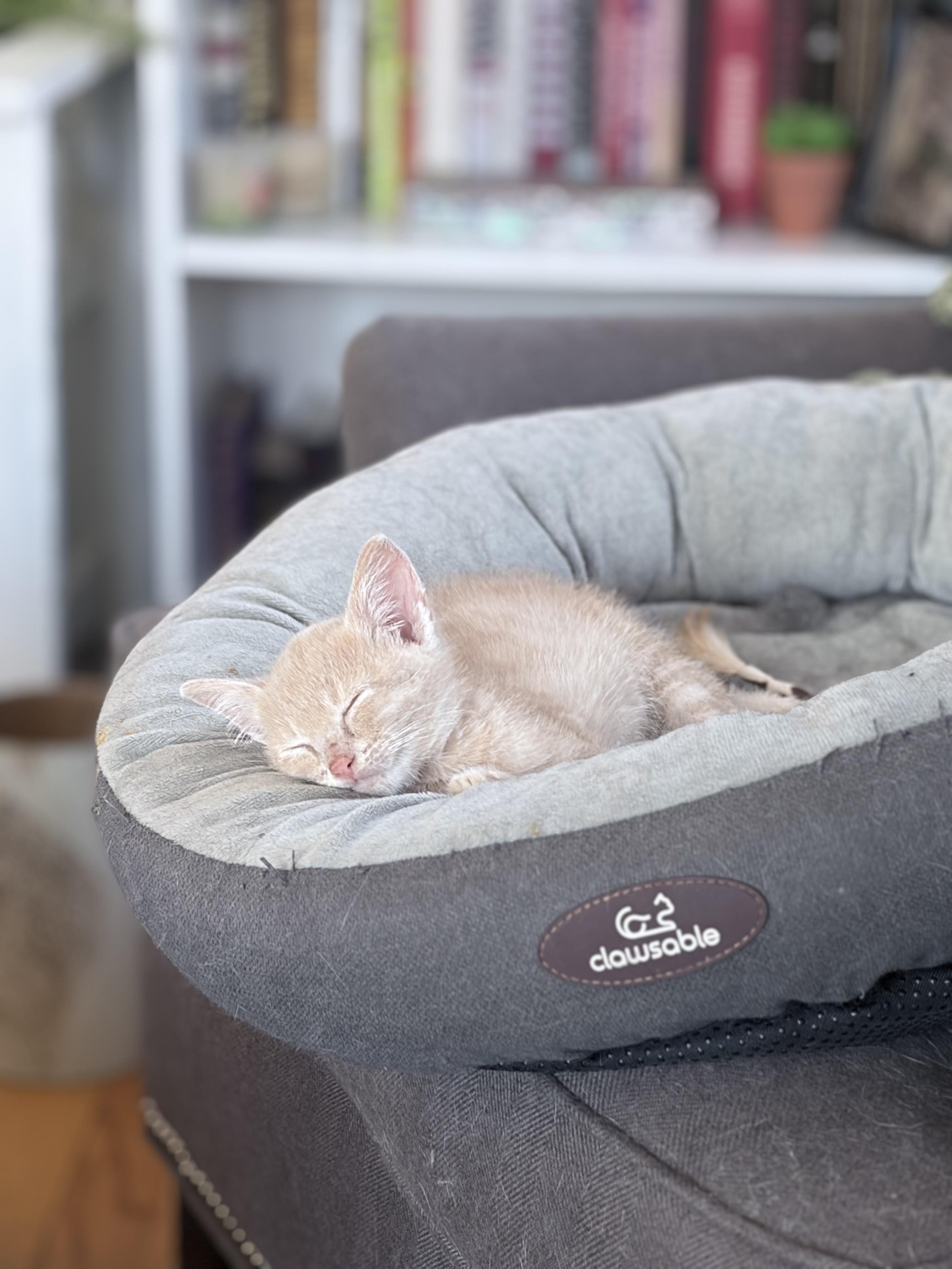 Tidbit, an adopted Domestic Short Hair in Chicago, IL image 2/6
