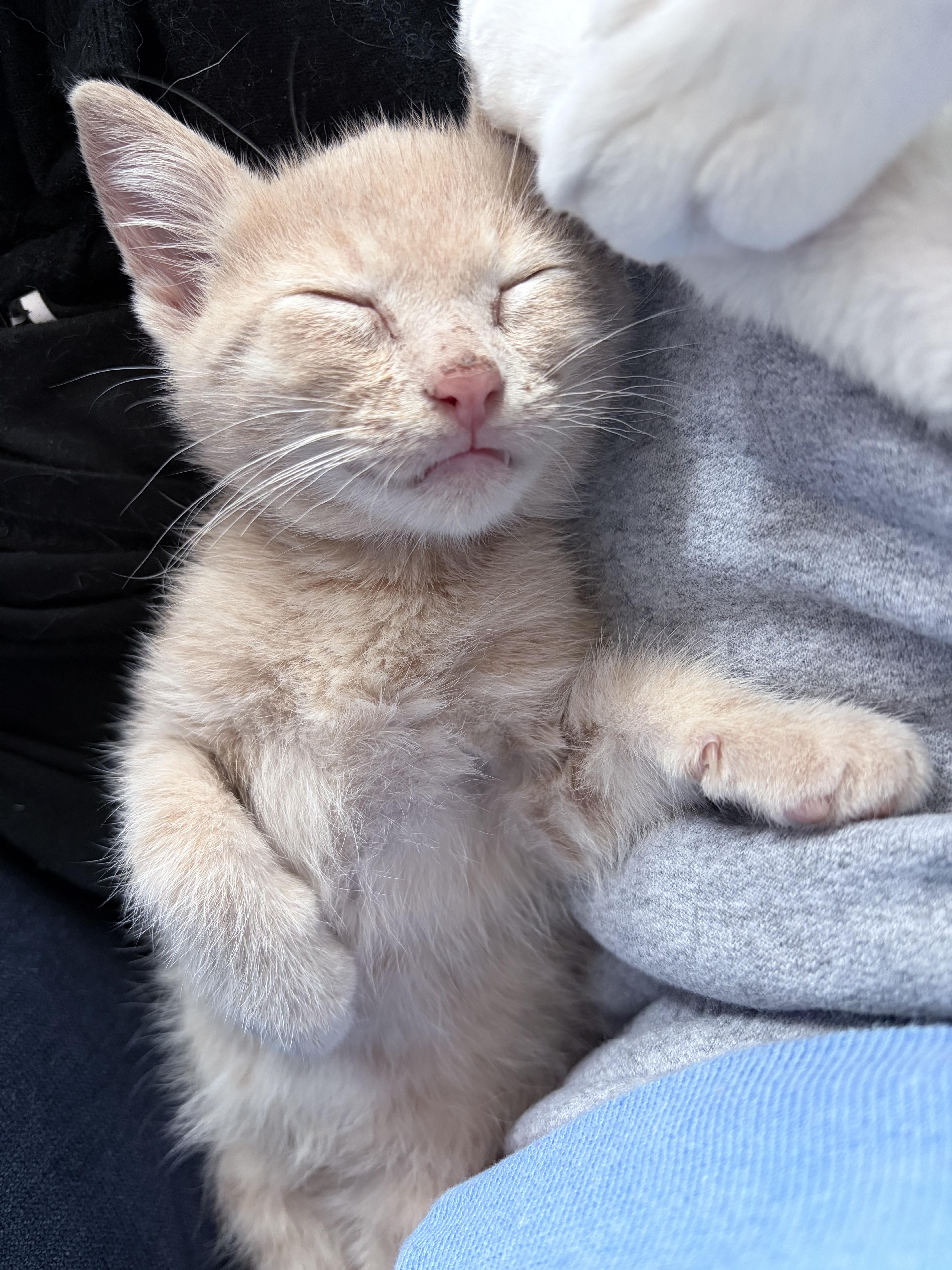 Tidbit, an adopted Domestic Short Hair in Chicago, IL image 5/6