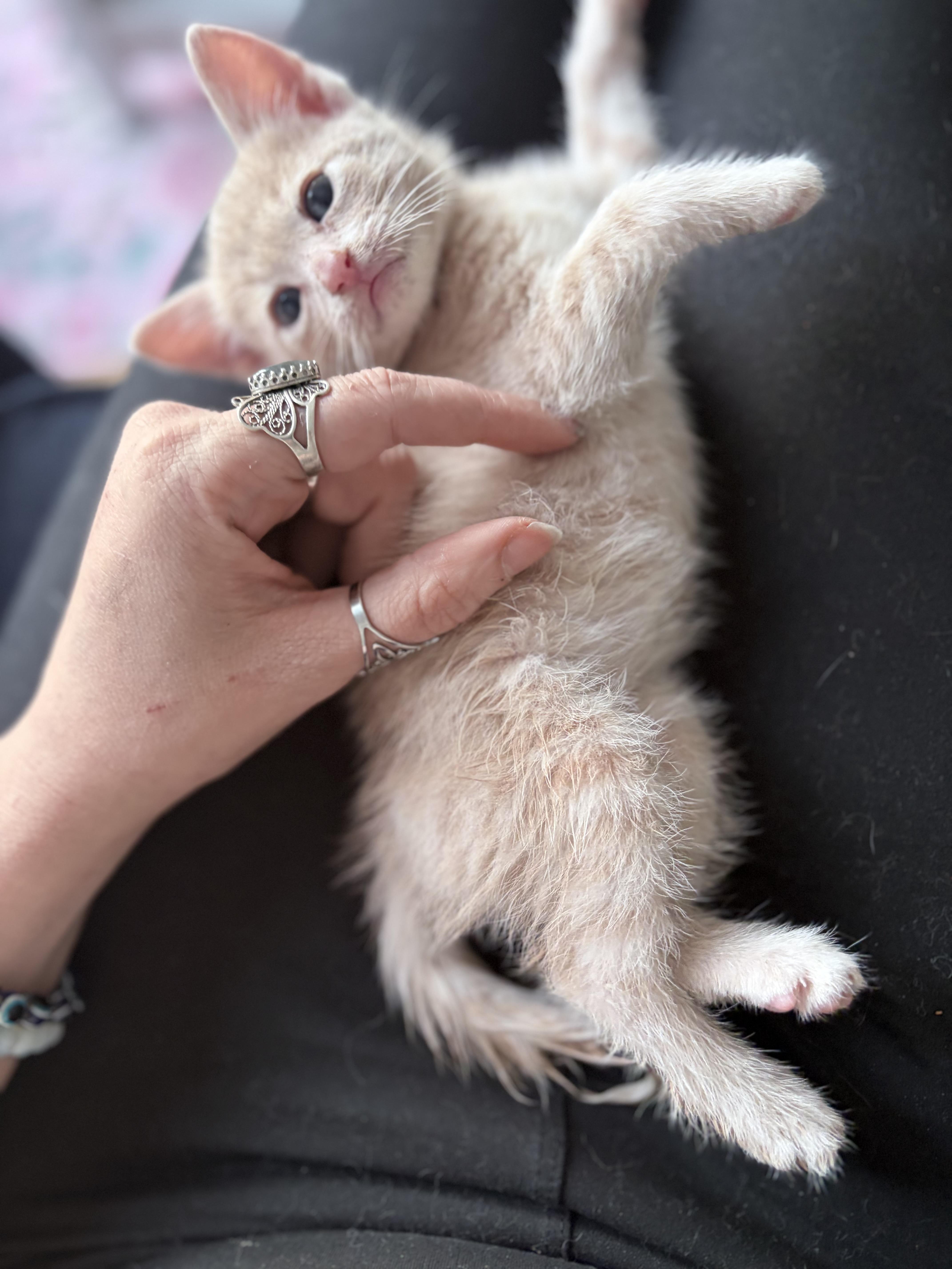 Tidbit, an adopted Domestic Short Hair in Chicago, IL image 1/6