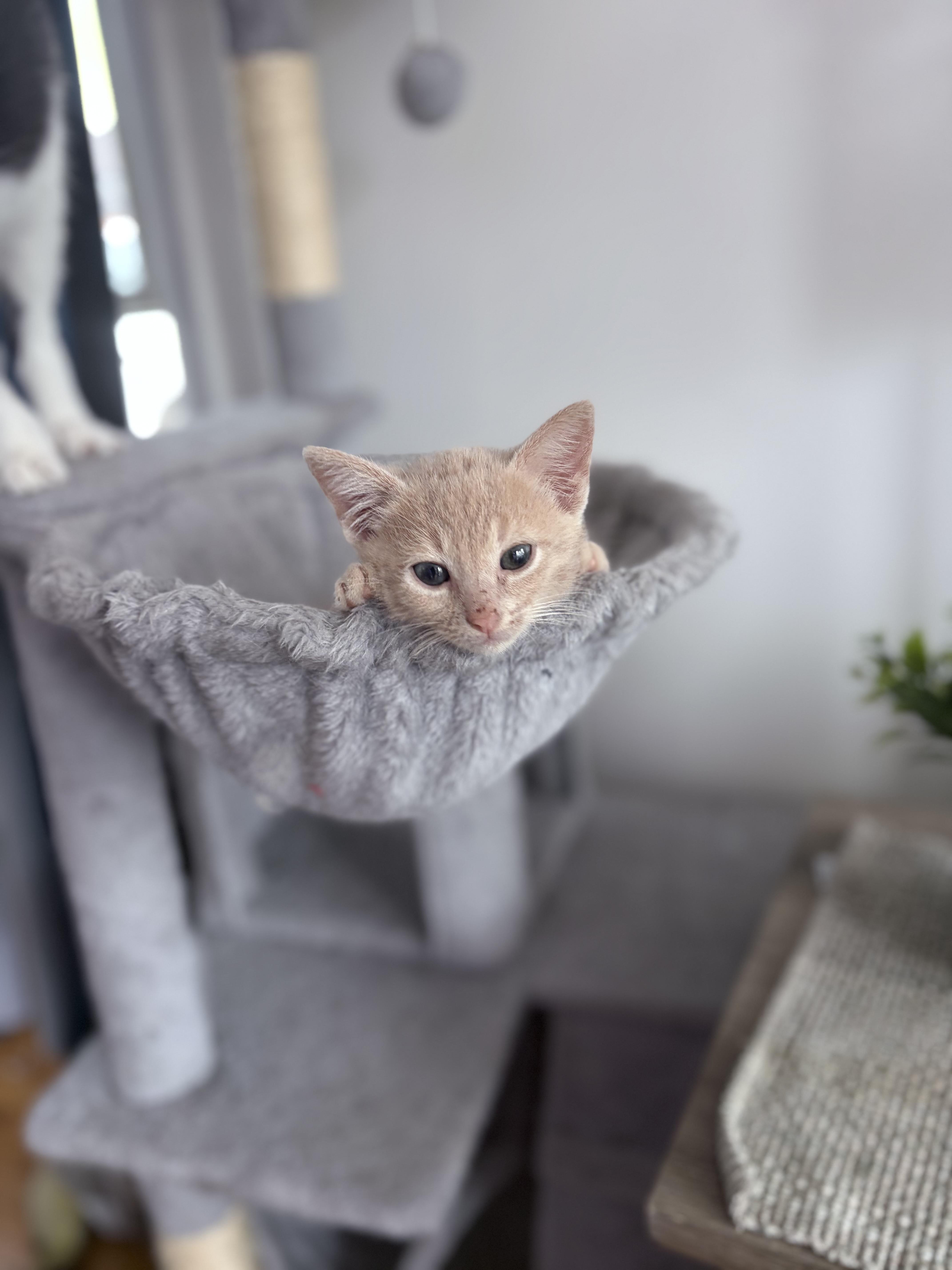 Tidbit, an adopted Domestic Short Hair in Chicago, IL image 6/6