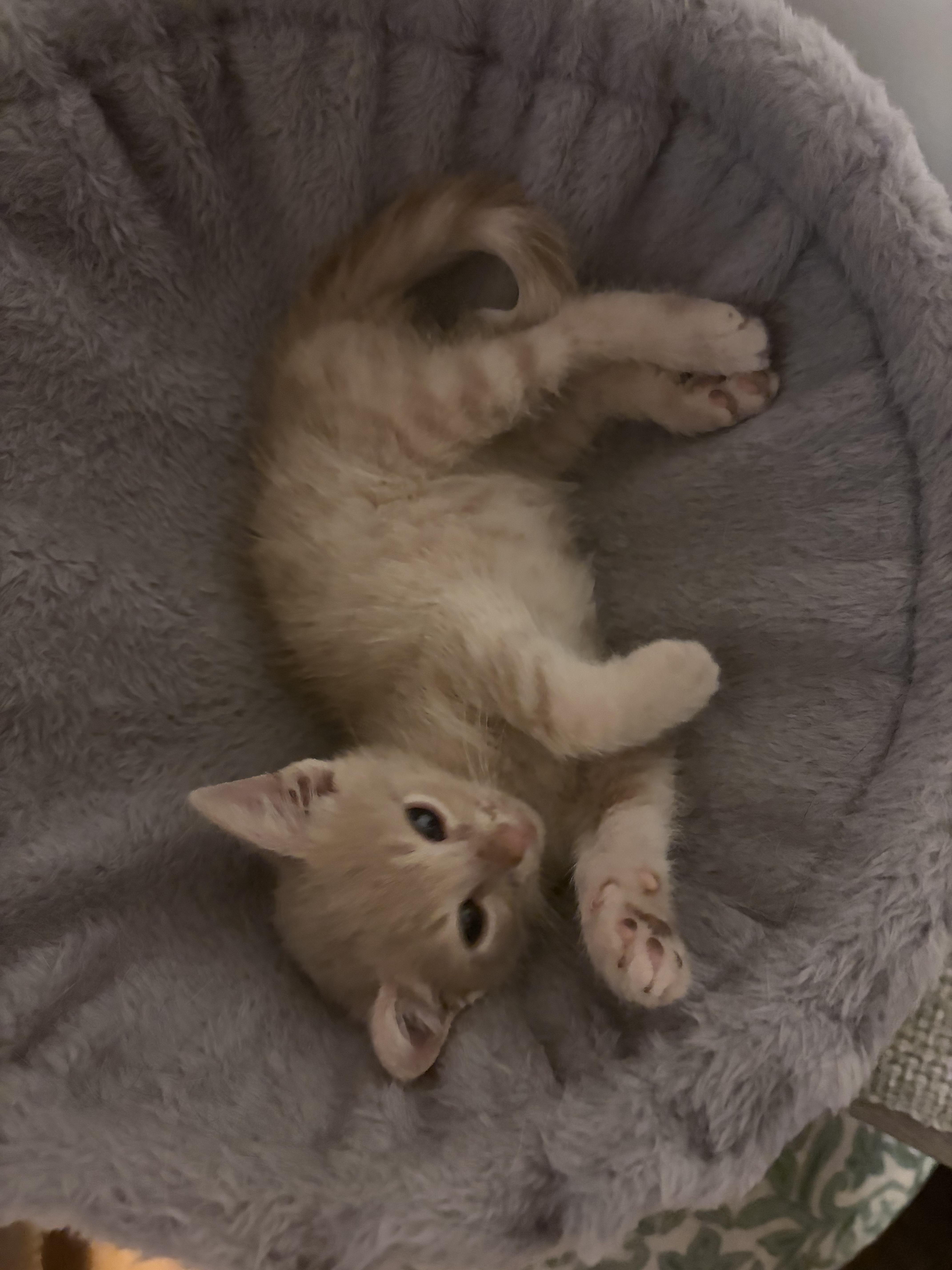 Tidbit, an adopted Domestic Short Hair in Chicago, IL image 3/6