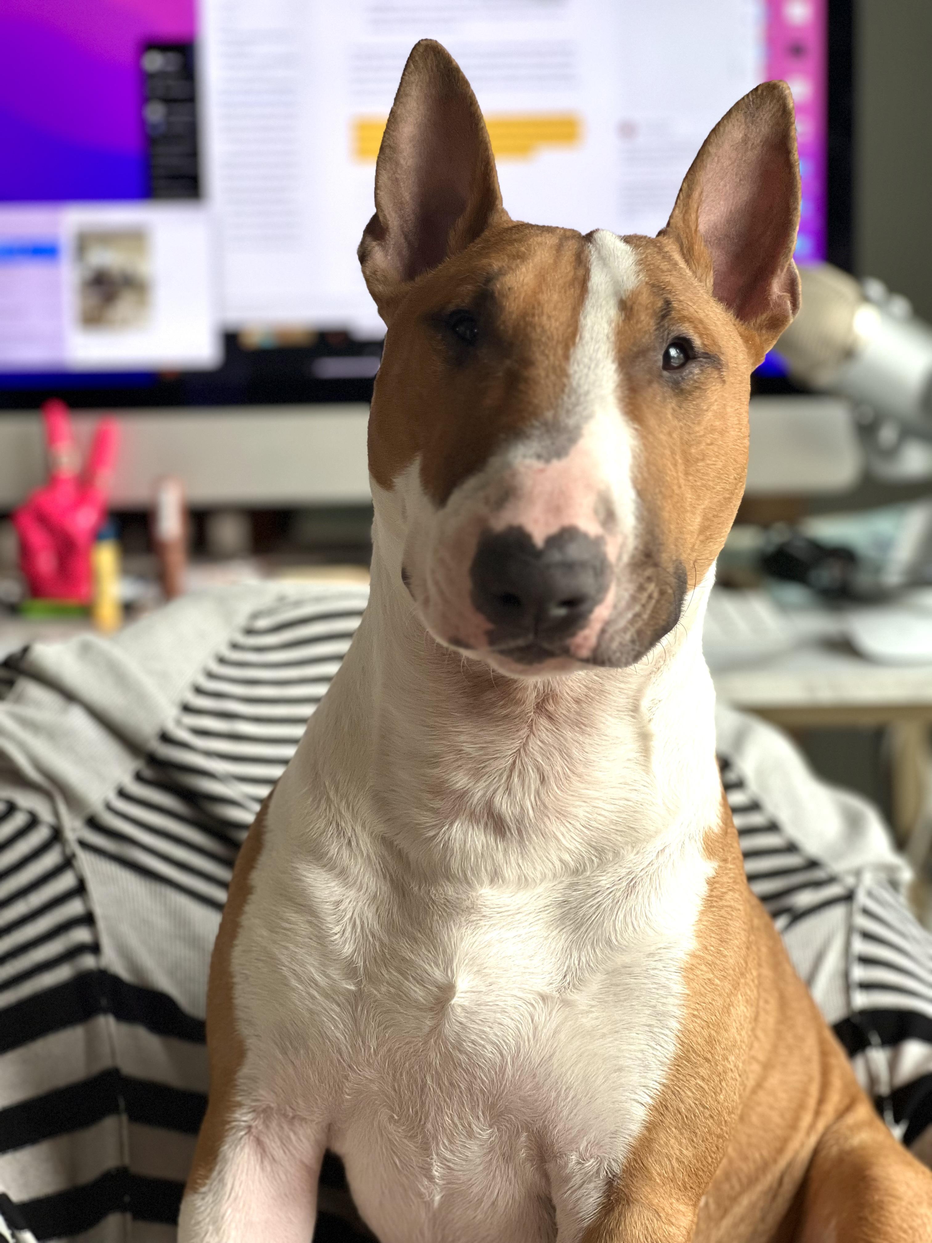 23-036 Seamus, Adopted, Adult Male Bull Terrier.