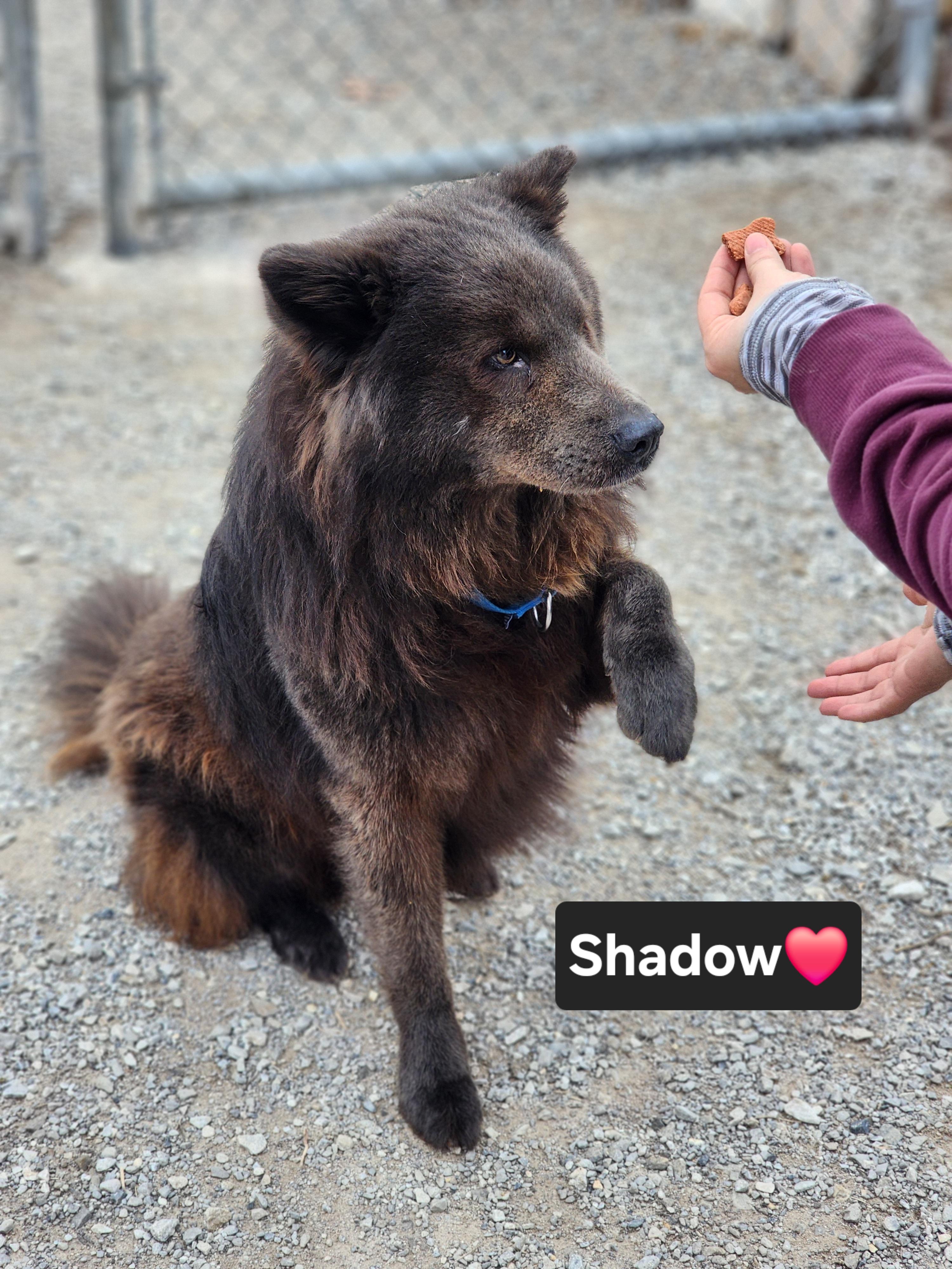 Enlarge Shadow, an adopted mixed breed in Clinton, MO image 1/4
