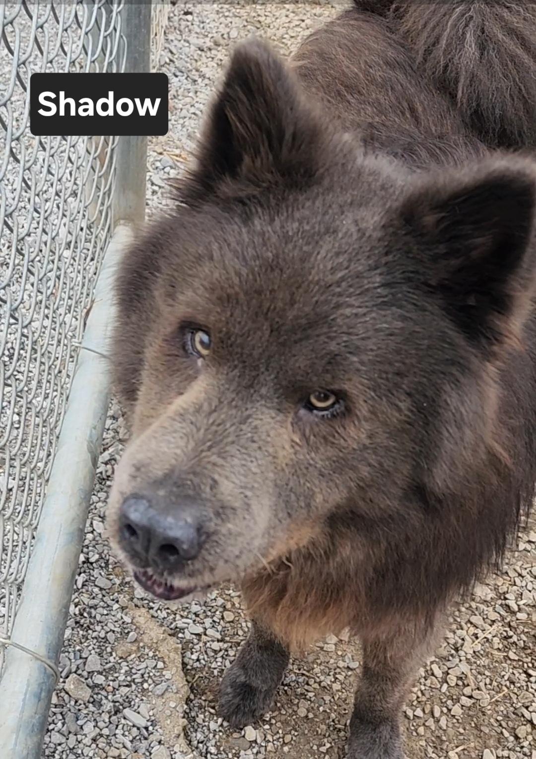 Enlarge Shadow, an adopted mixed breed in Clinton, MO image 2/4