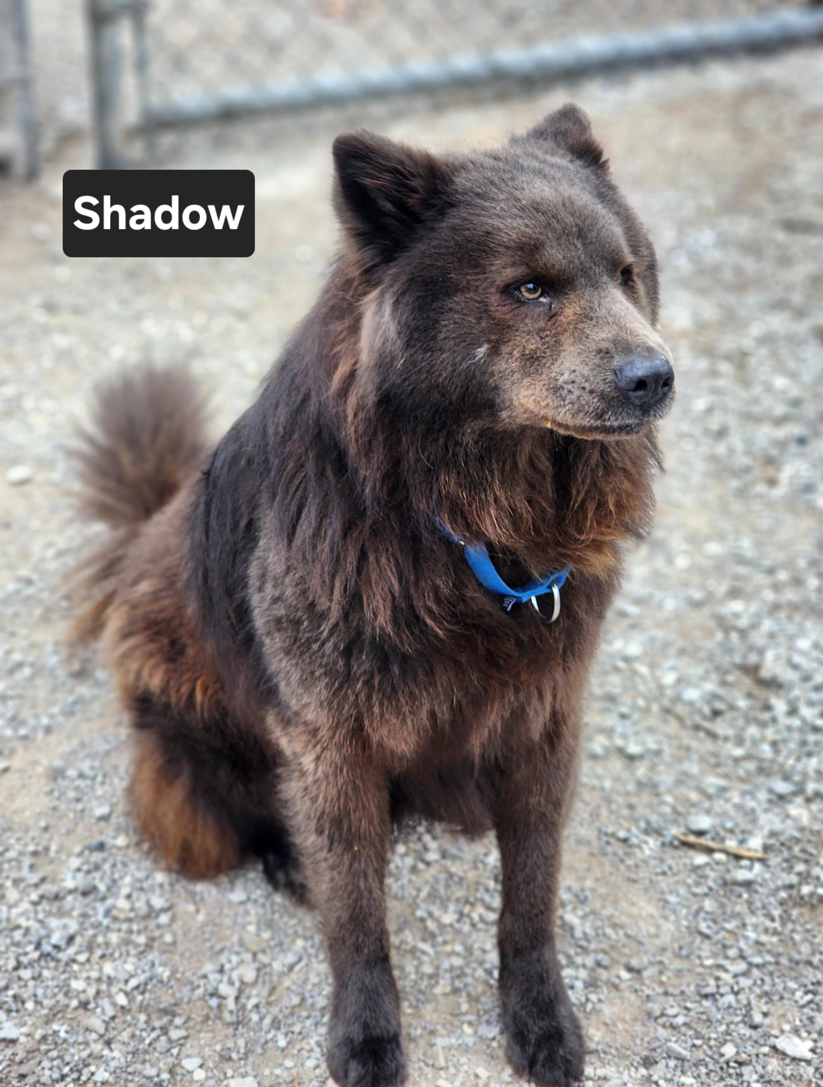 Enlarge Shadow, an adopted mixed breed in Clinton, MO image 3/4