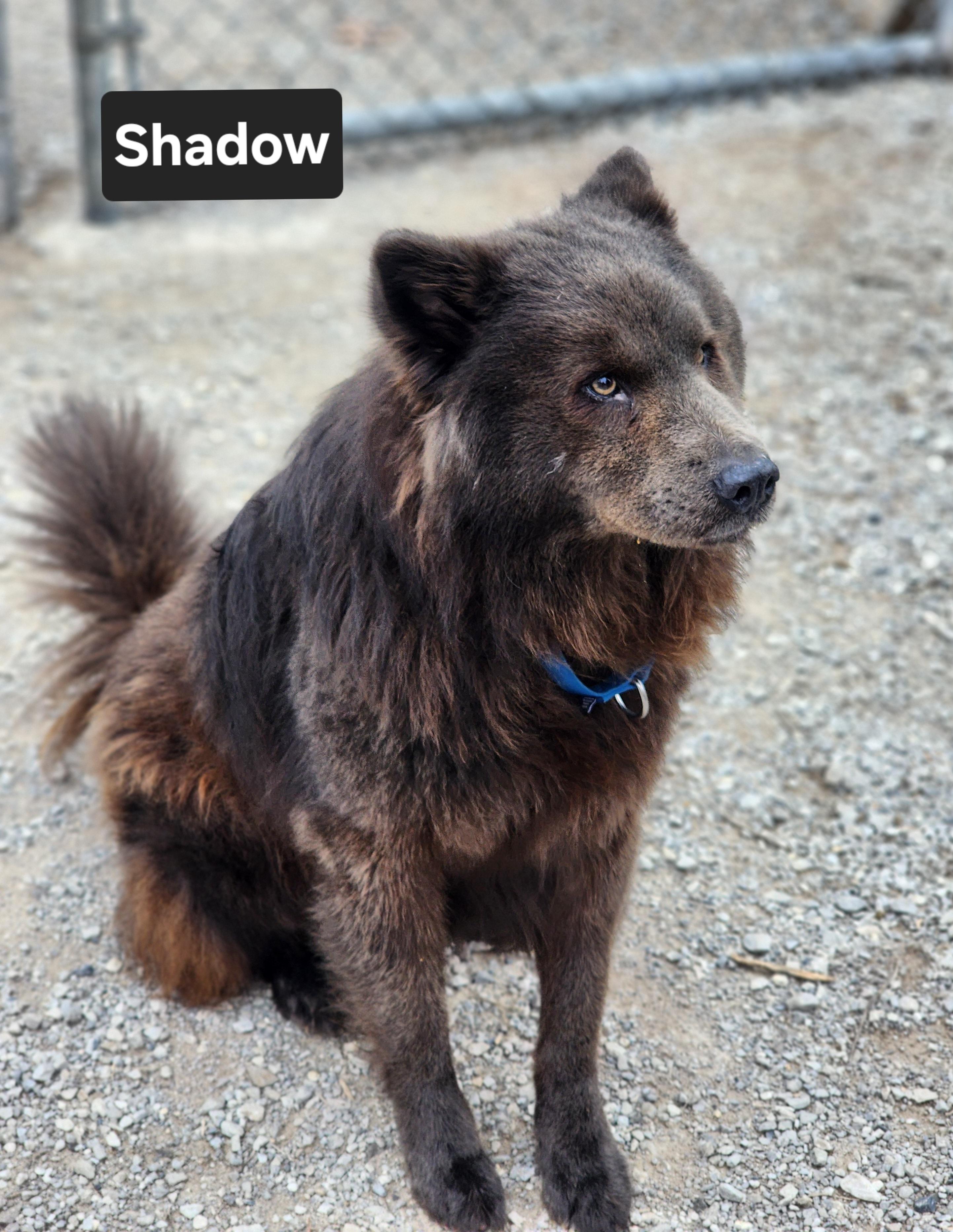 Enlarge Shadow, an adopted mixed breed in Clinton, MO image 4/4