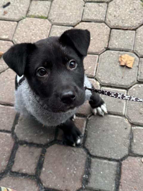 Bruno, Adoptable, Puppy Male Black Labrador Retriever.