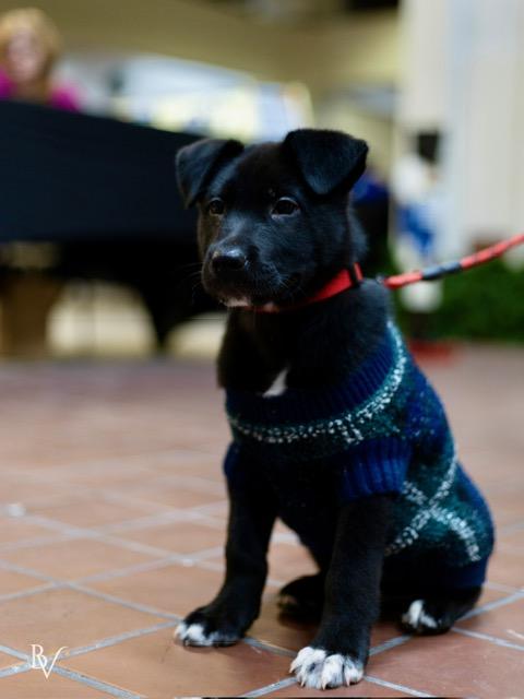 Enlarge Bruno, an adopted mixed breed in CHURCHVILLE, NY image 2/4