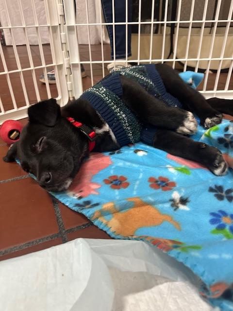 Enlarge Bruno, an adopted mixed breed in CHURCHVILLE, NY image 3/4