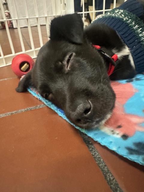 Enlarge Bruno, an adopted mixed breed in CHURCHVILLE, NY image 4/4