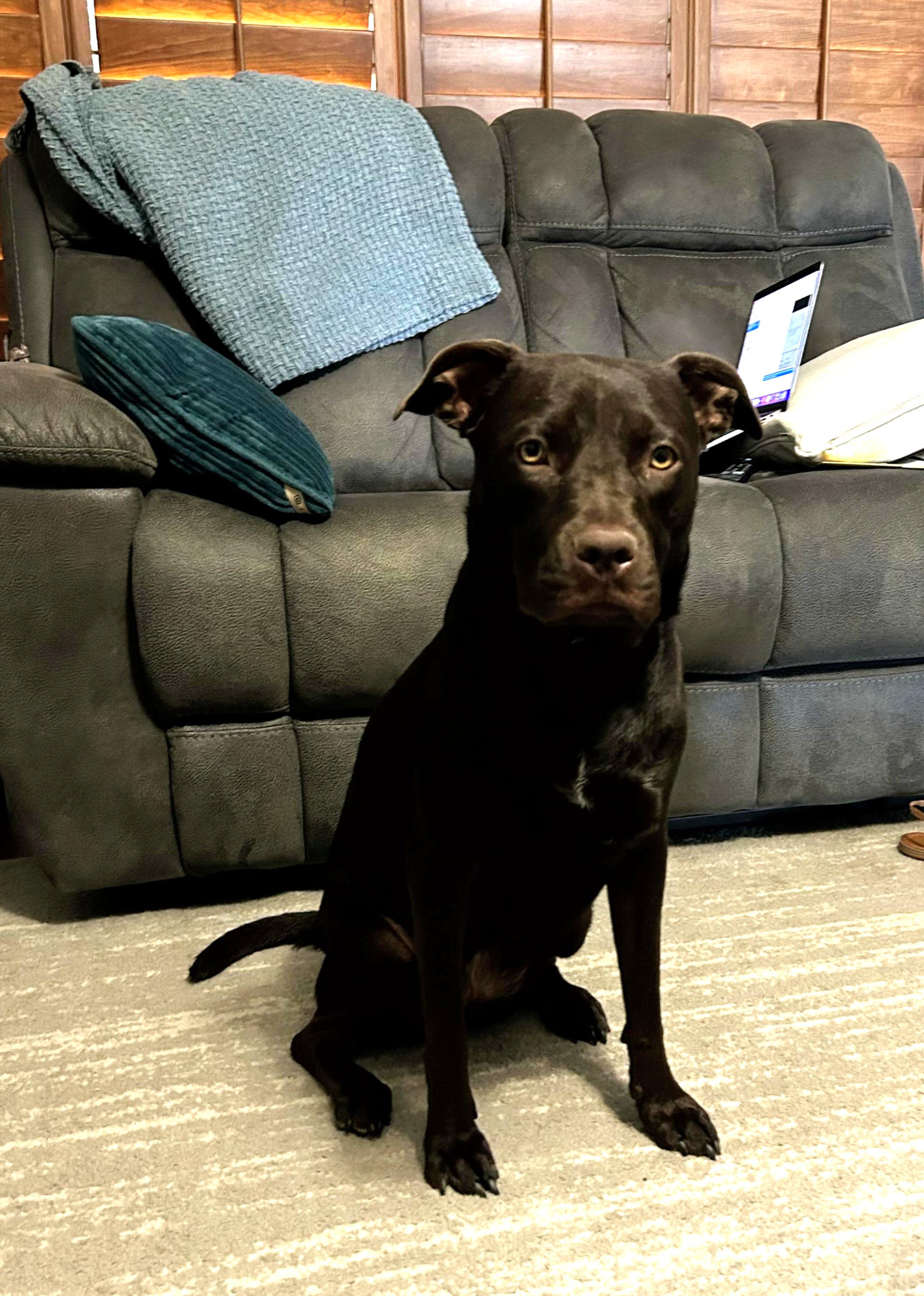 Enlarge Mia, a Adoptable mixed breed in Phoenix, AZ image 1/1