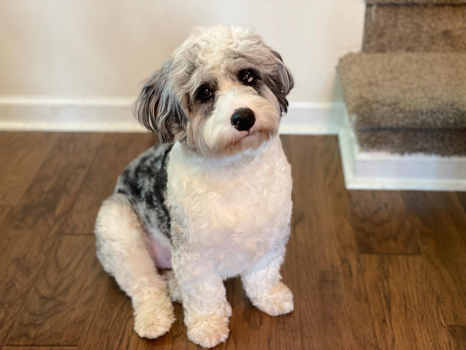 Zion, Adoptable, Adult Male Australian Shepherd & Poodle.