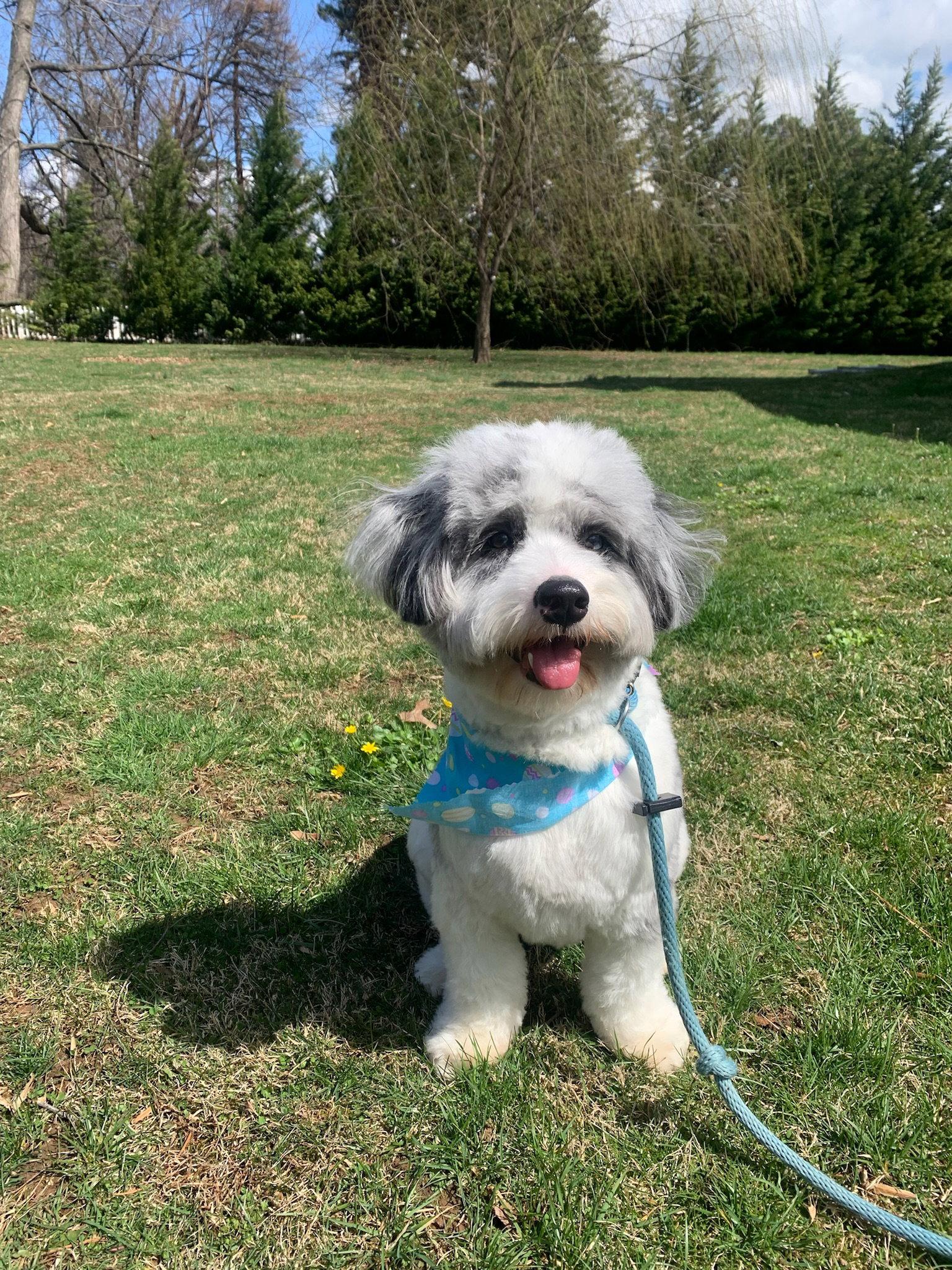 Enlarge Zion, a Adoptable mixed breed in Doylestown, PA image 2/3