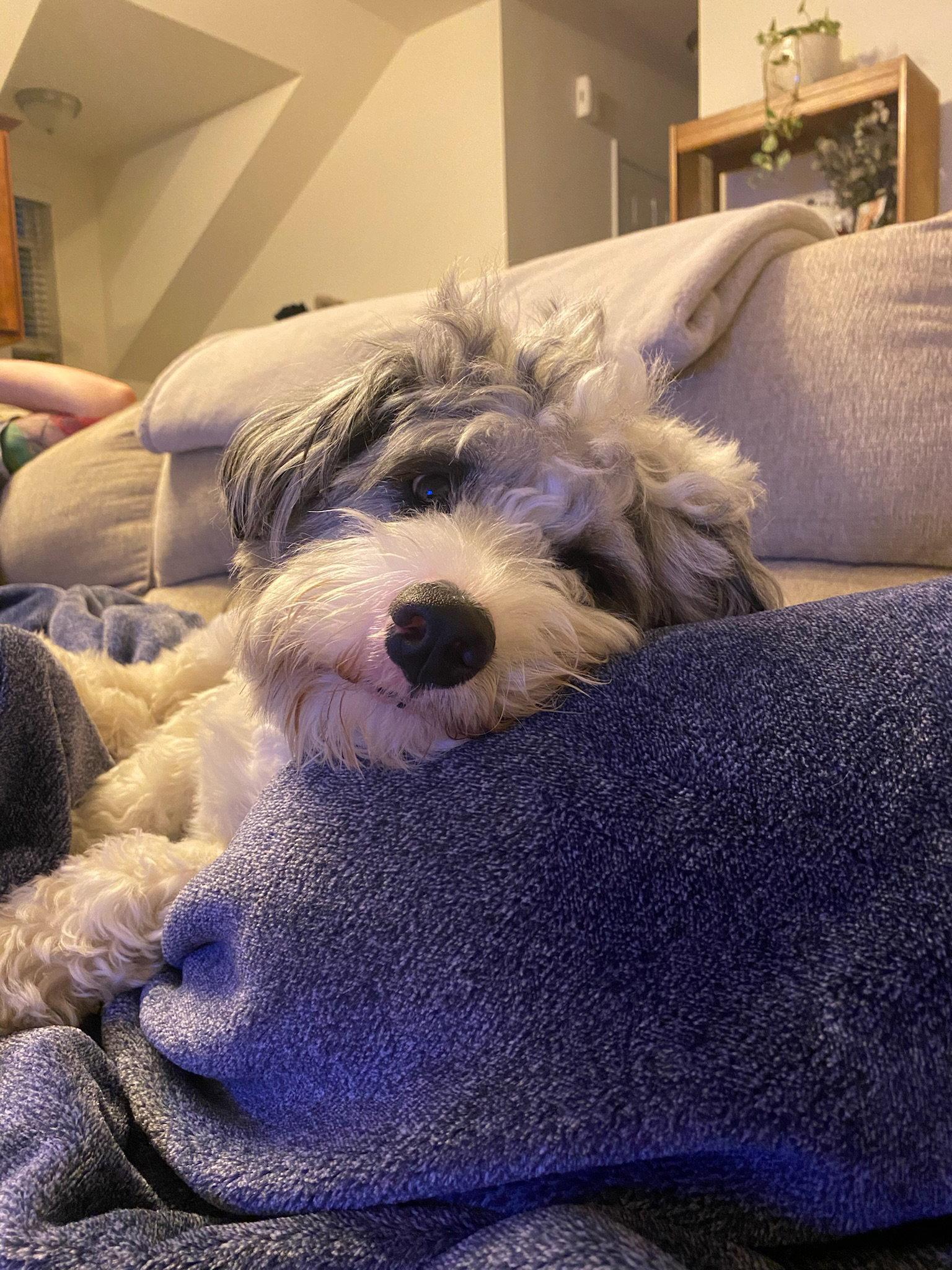 Enlarge Zion, a Adoptable mixed breed in Doylestown, PA image 3/3