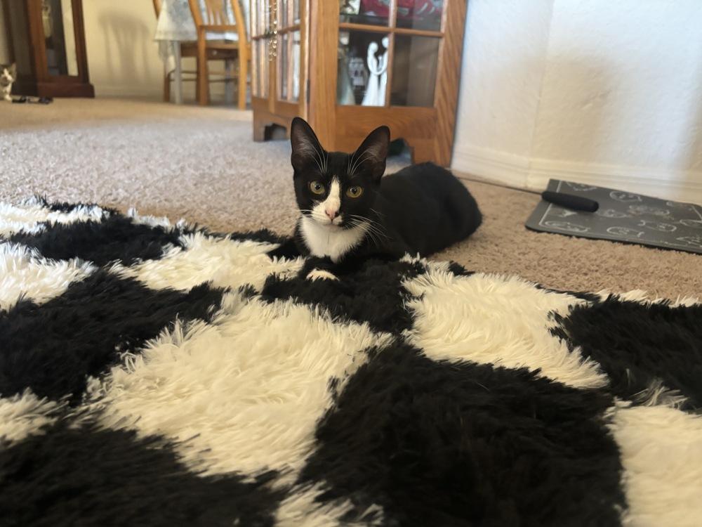 Enlarge Minnie, a Adoptable Domestic Short Hair in Orlando, FL image 1/4