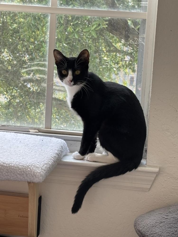 Enlarge Minnie, a Adoptable Domestic Short Hair in Orlando, FL image 2/4