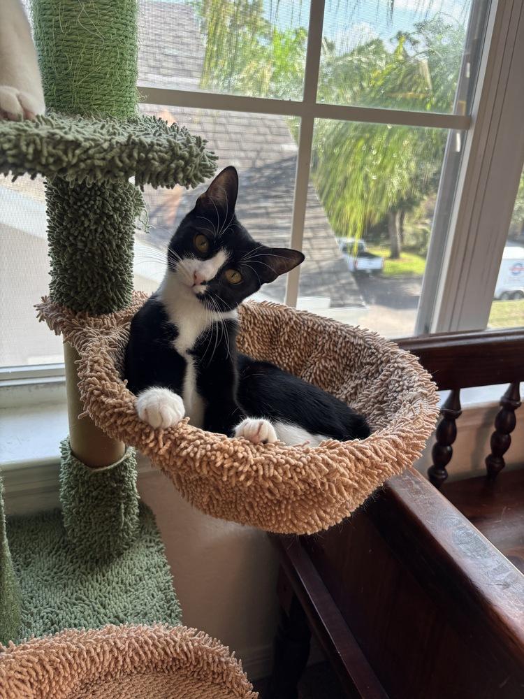 Enlarge Minnie, a Adoptable Domestic Short Hair in Orlando, FL image 3/4