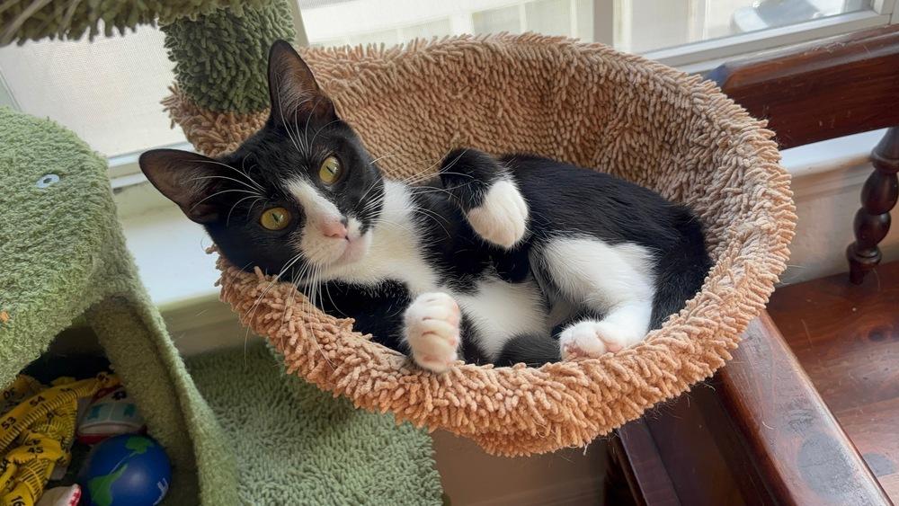 Enlarge Minnie, a Adoptable Domestic Short Hair in Orlando, FL image 4/4