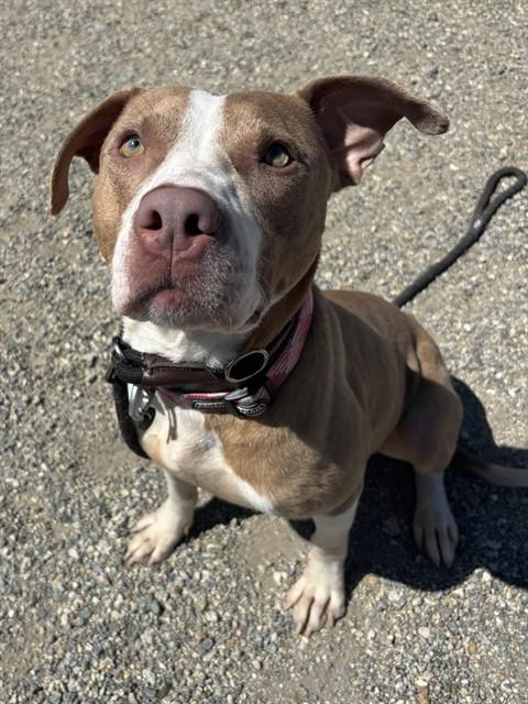 LIBERTY, Adoptable, Young Female Labrador Retriever & Mixed Breed.