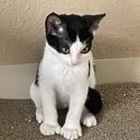 Lacie, ADOPTABLE, Kitten Female Domestic Short Hair & Extra-Toes Cat / Hemingway Polydactyl.