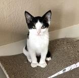 Lacie, a ADOPTABLE mixed breed in Long Beach, WA image 2/2