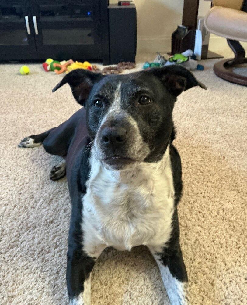 zz Cora, Adoptable, Adult Female Pit Bull Terrier.