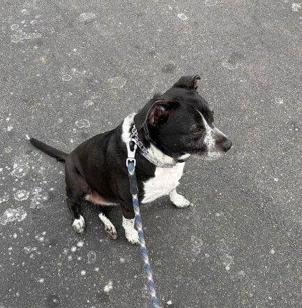 Enlarge zz Cora, a Adoptable Pit Bull Terrier in Candler, NC image 2/3